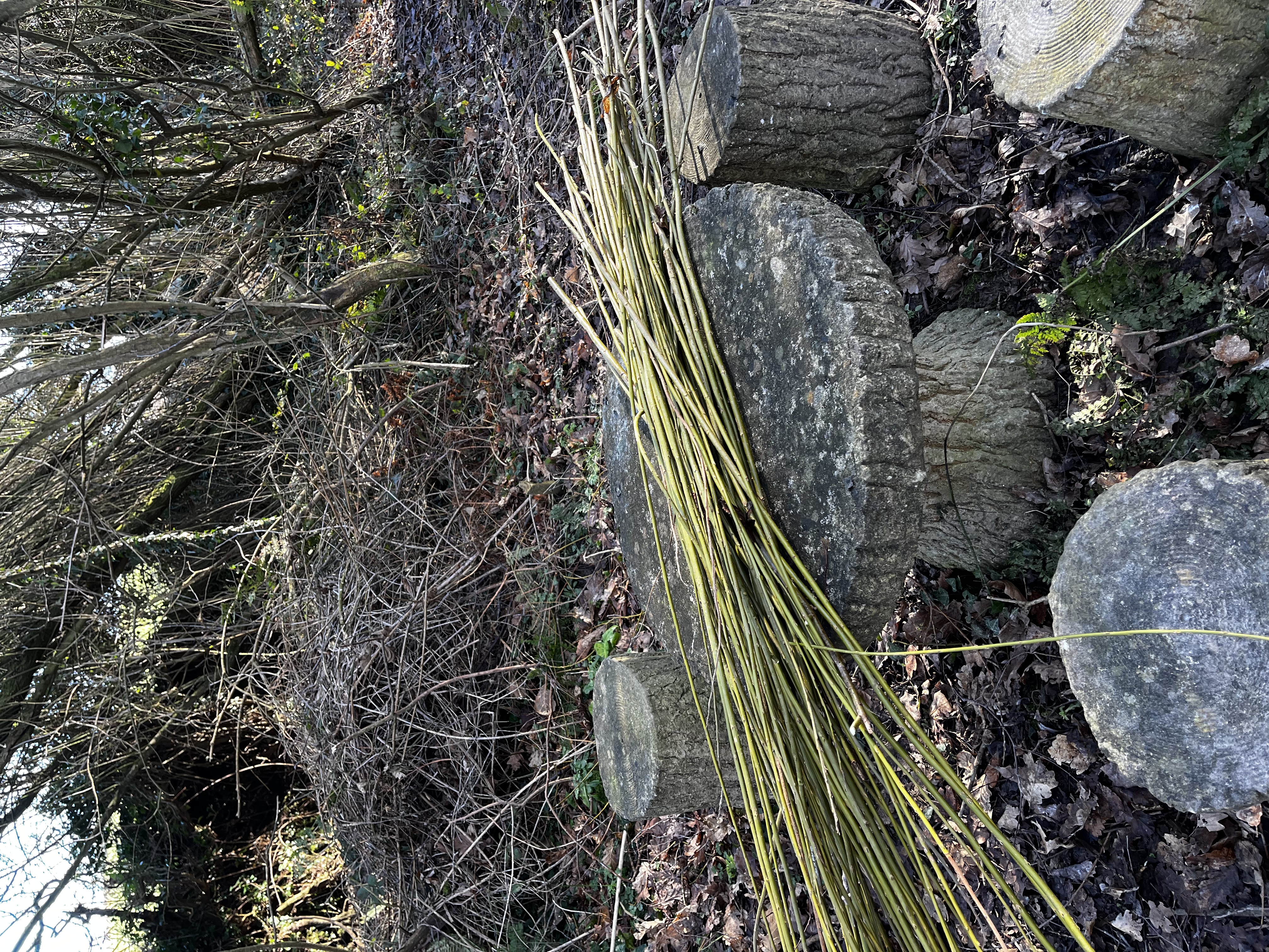 Early season garden growth showing initial planting