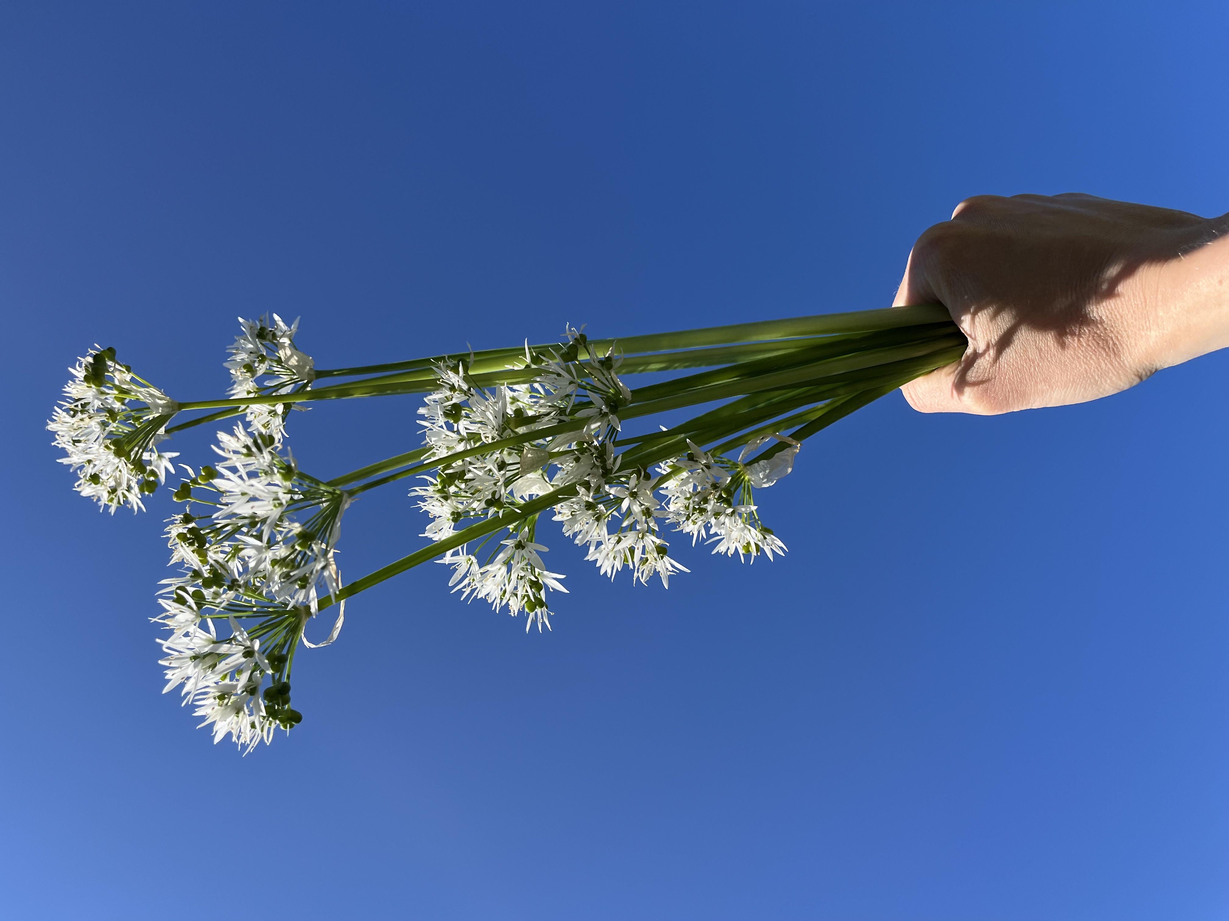 Garden image showing plants and growth