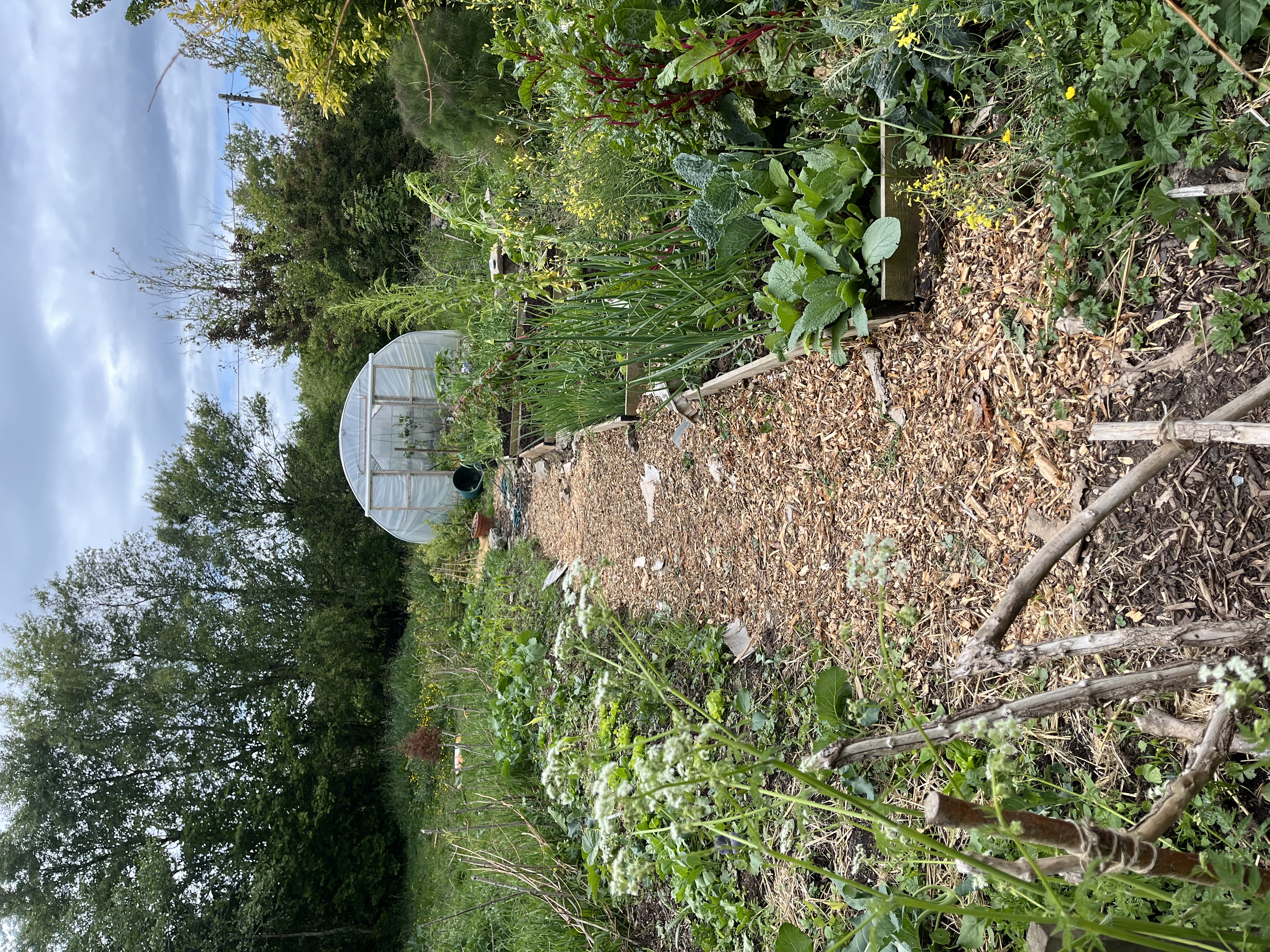 Garden image showing plants and growth