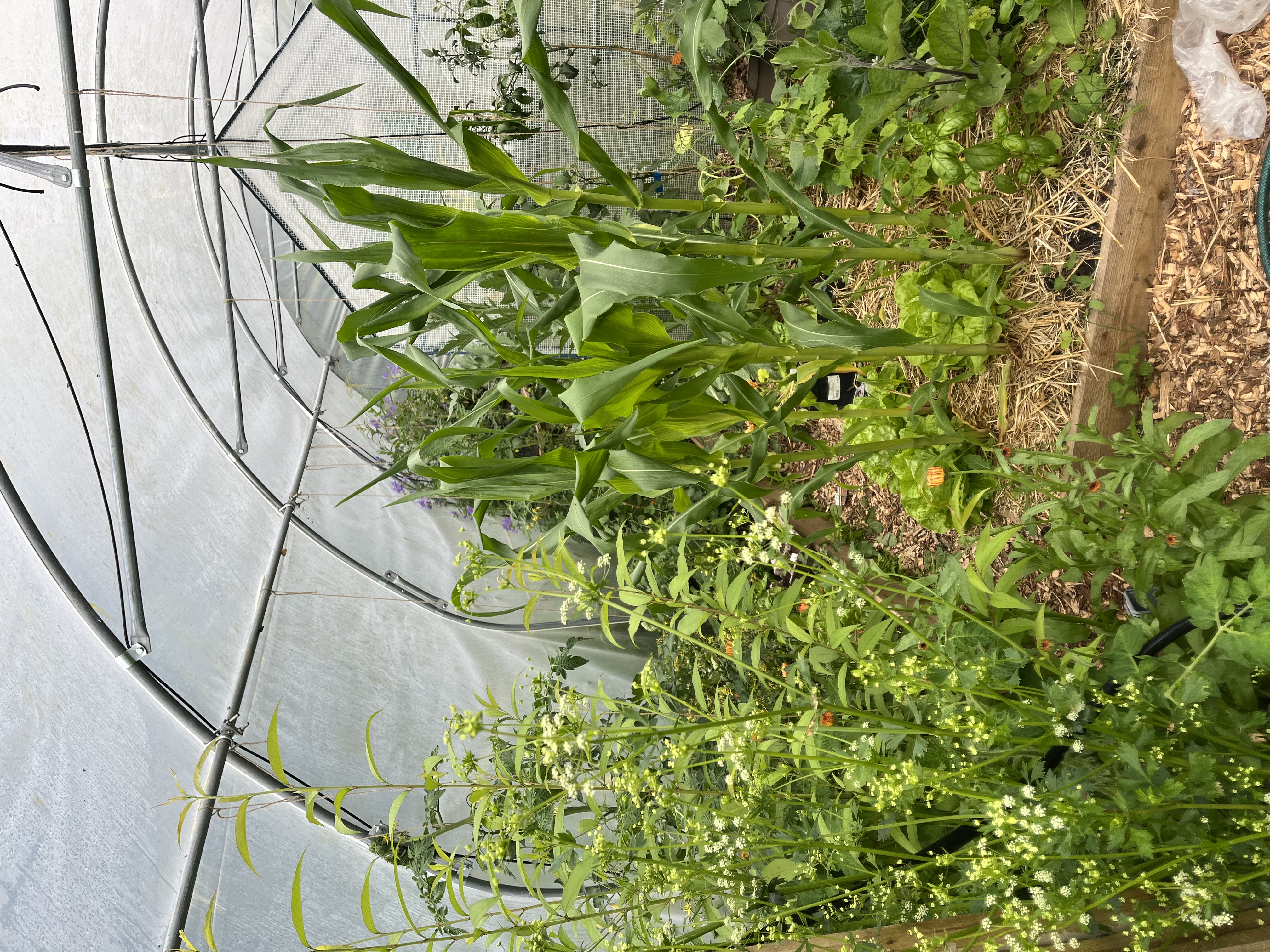 Garden image showing harvest or abundance