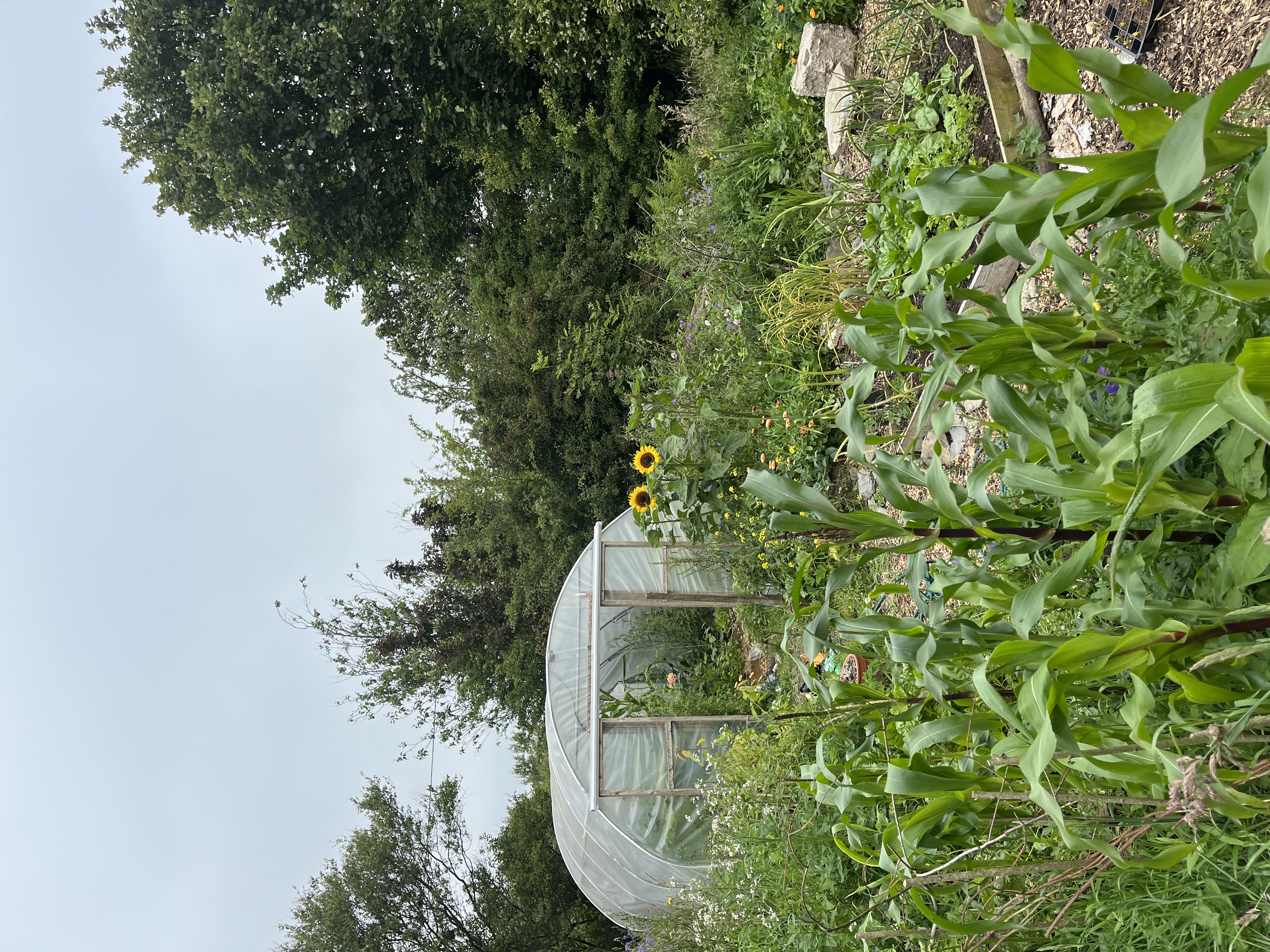 Garden image showing garden transformation