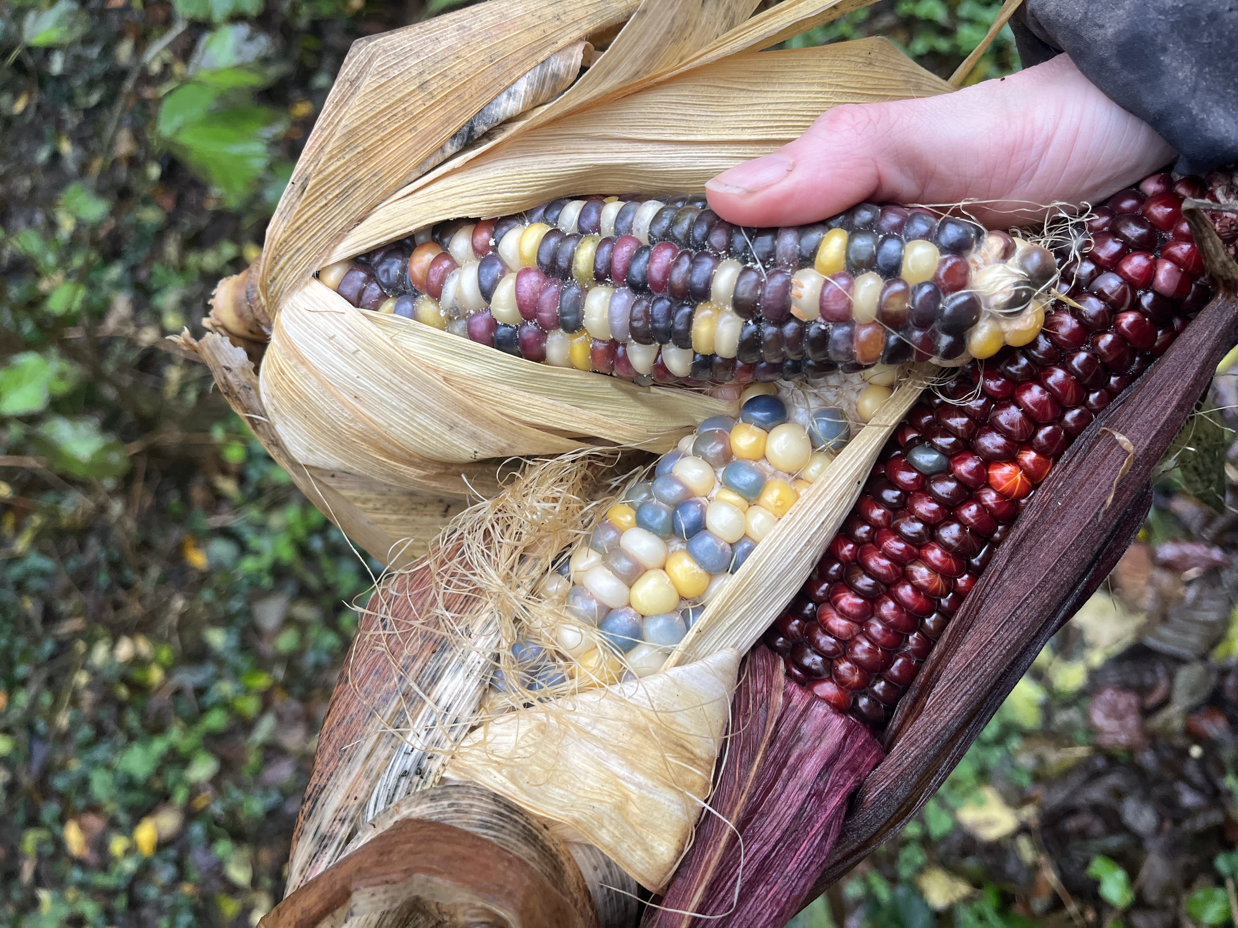 Garden image showing late season growth