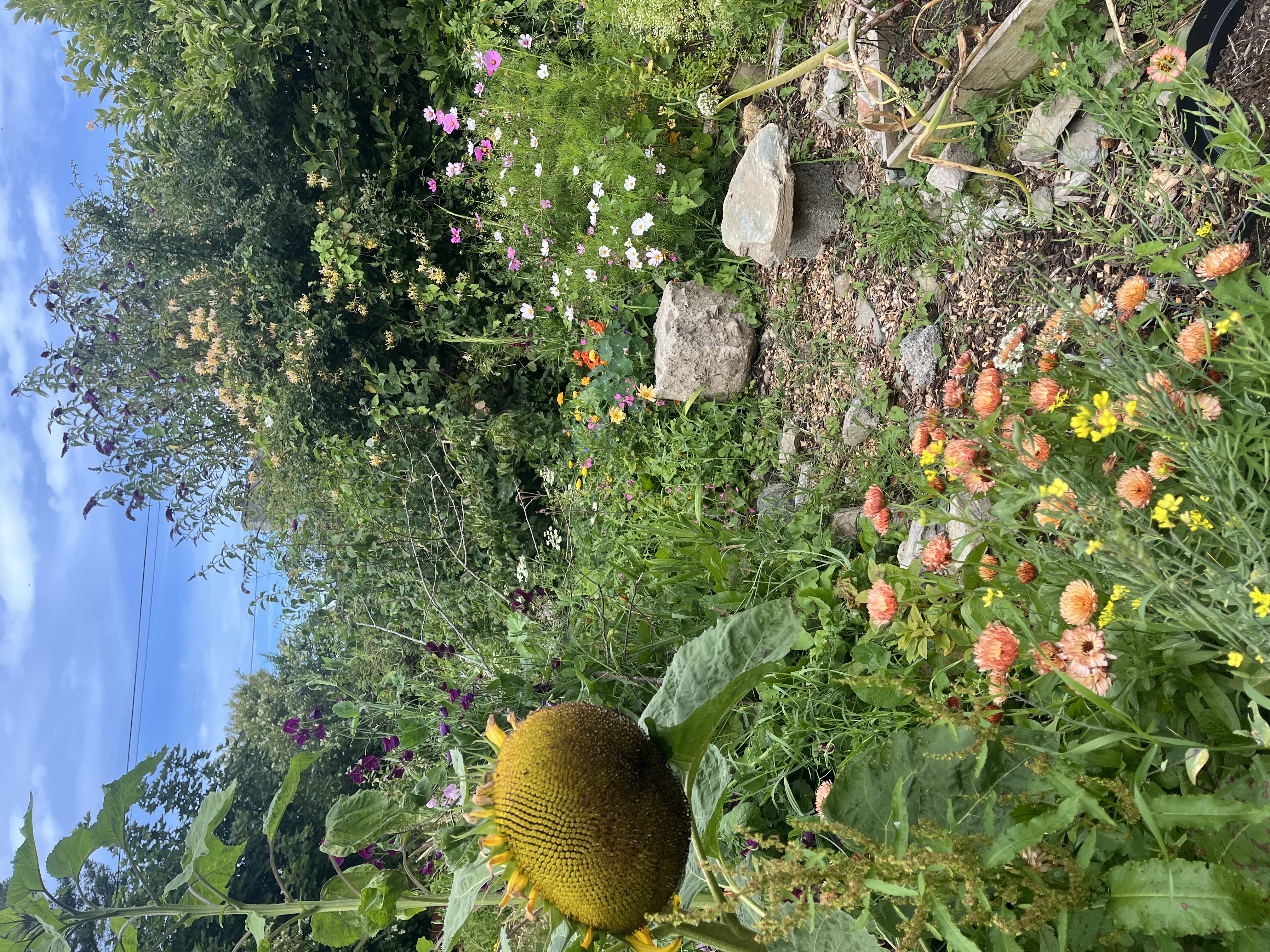 Garden background showing lush growth and transformation